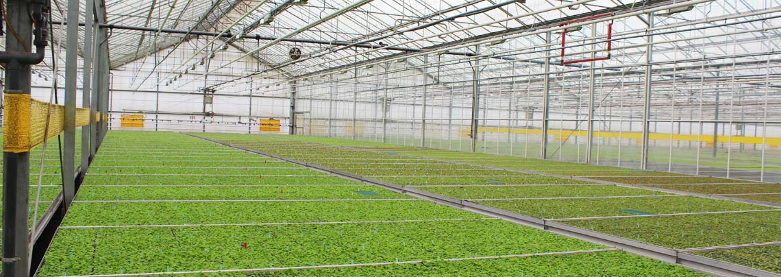 RWZ Gartenbau Jungpflanze