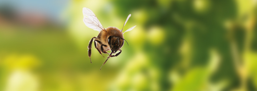 Nützlinge & Pflanzenstärkungsmittel